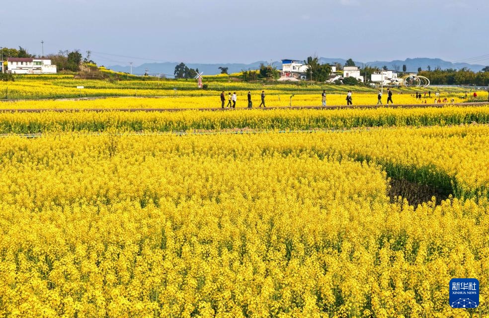 油菜花开春意浓