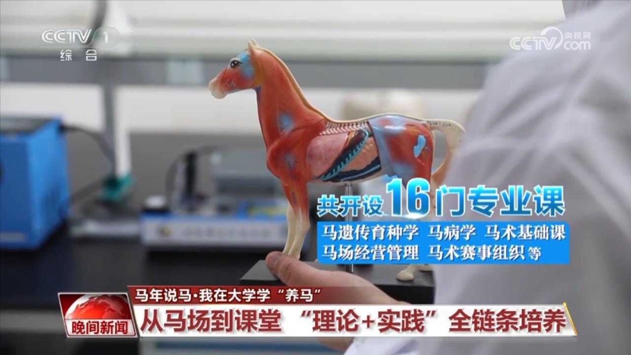 马年说马 我在大学学“养马”