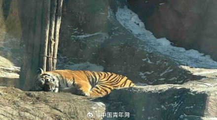 真吃不动了!哈尔滨300多只东北虎轮流轻断食 真吃不动了!哈尔滨300多只东北虎轮流轻断食