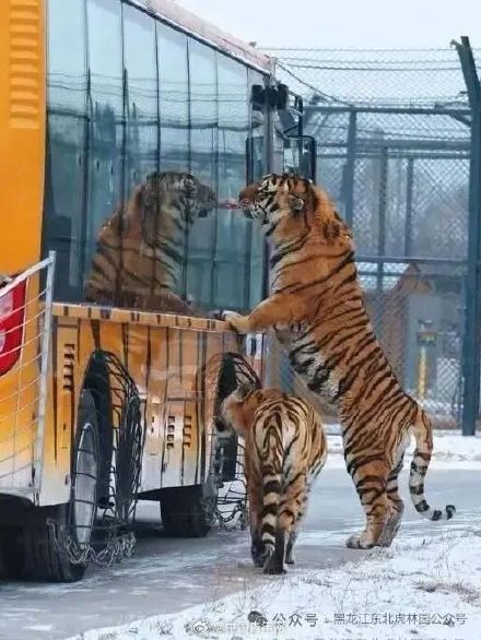 真吃不动了!哈尔滨300多只东北虎轮流轻断食 真吃不动了!哈尔滨300多只东北虎轮流轻断食