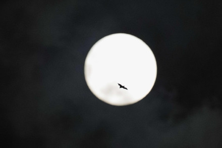 孟加拉国发现新型蝙蝠病毒