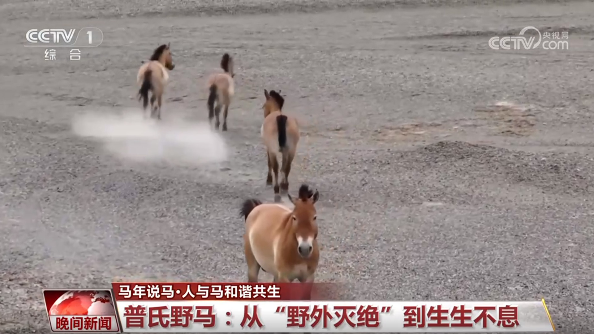 马年说马 人与马和谐共生 马年说马 人与马和谐共生