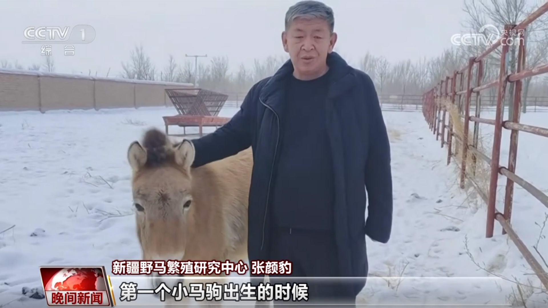 马年说马 人与马和谐共生 马年说马 人与马和谐共生