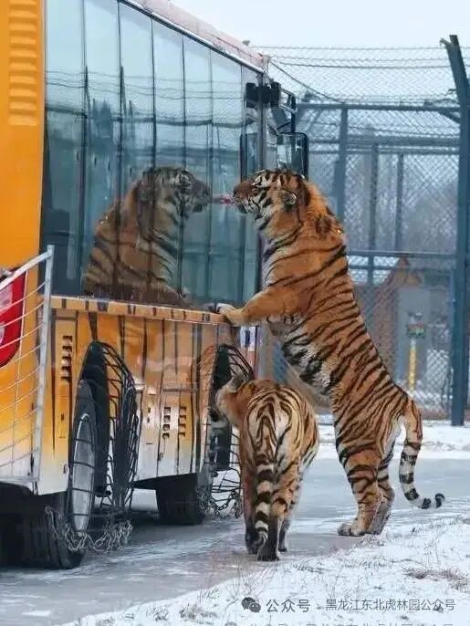真吃不动了!哈尔滨300多只东北虎轮流启动“轻断食”,以应对近期高频的投喂压力 真吃不动了!哈尔滨300多只东北虎轮流启动“轻断食”,以应对近期高频的投喂压力