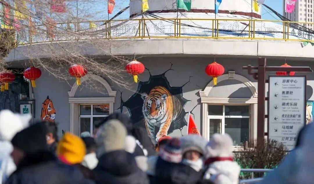 真吃不动了!哈尔滨300多只东北虎轮流启动“轻断食”,以应对近期高频的投喂压力 真吃不动了!哈尔滨300多只东北虎轮流启动“轻断食”,以应对近期高频的投喂压力