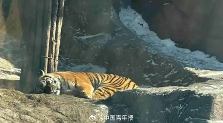 真的吃不动了！300多只东北虎轮流节食