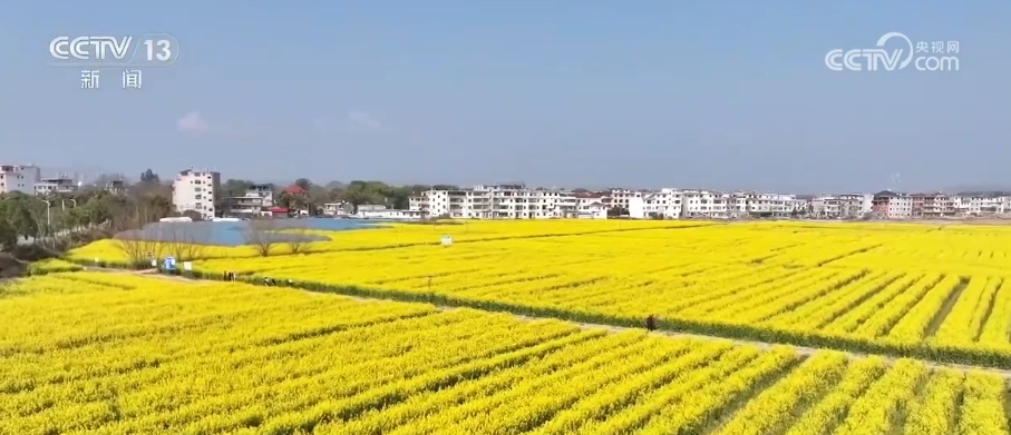 “花卉+旅游+文化”添彩“美丽经济”让乡村振兴“开”出新活力