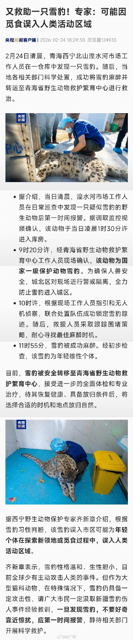 青海一雪豹凌晨溜进仓库 青海一雪豹凌晨溜进仓库