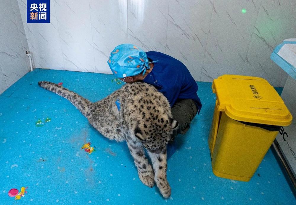 又救助一只雪豹!专家:可能因觅食误入人类活动区域 又救助一只雪豹!专家:可能因觅食误入人类活动区域