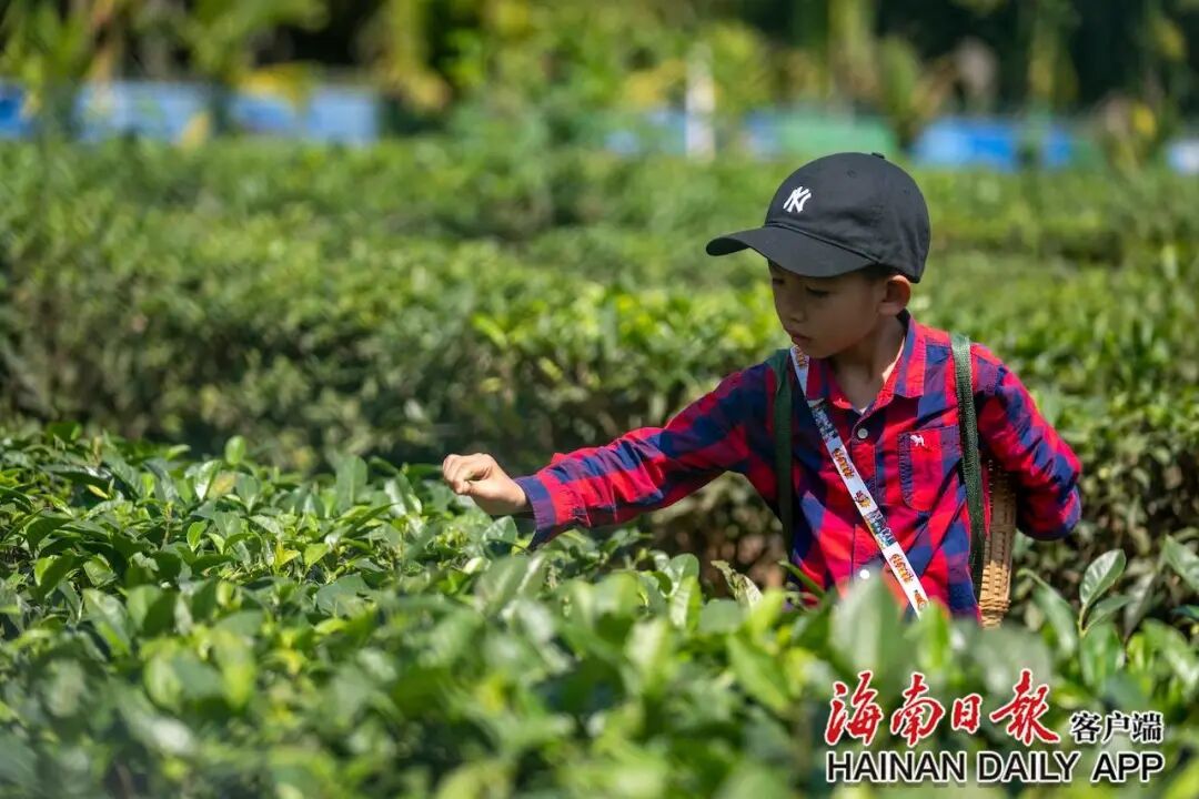 同比增长近三成！海南春节假期接待游客1232万人次→