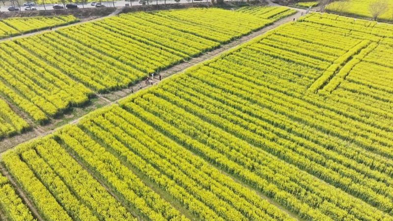 江西兴国:金色花海醉游人 春日打卡正当时 江西兴国:金色花海醉游人 春日打卡正当时