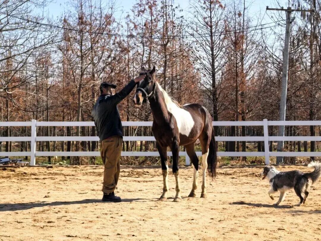 松江有个“大胡子马老板”!从大草原到大上海,一家四代人与马结下不解之缘 松江有个“大胡子马老板”!从大草原到大上海,一家四代人与马结下不解之缘