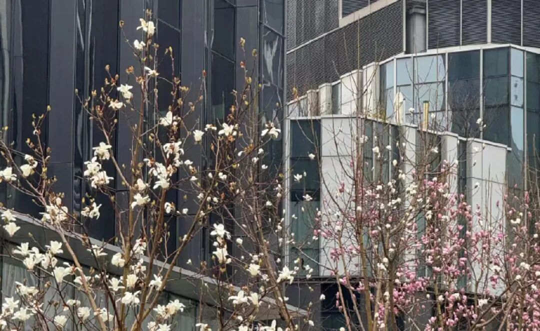 上海首轮入春冲刺失败!本周“雨多晴少”,体感阴冷 上海首轮入春冲刺失败!本周“雨多晴少”,体感阴冷