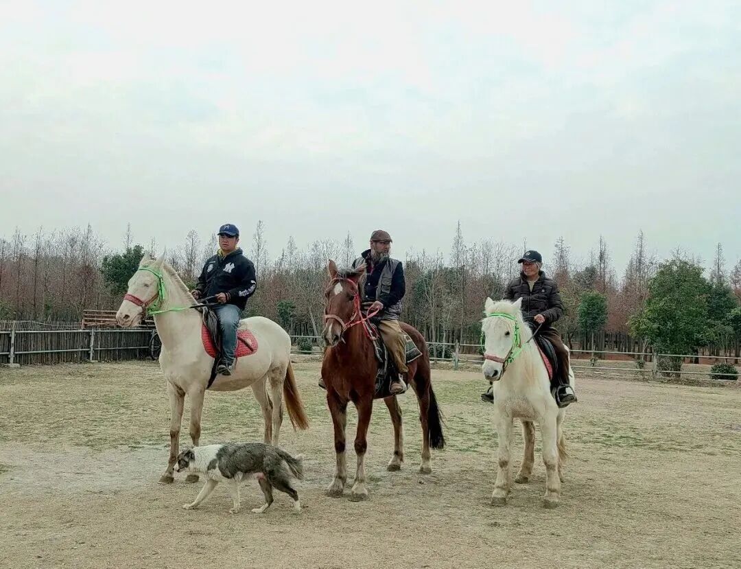 松江有个“大胡子马老板”!从大草原到大上海,一家四代人与马结下不解之缘 松江有个“大胡子马老板”!从大草原到大上海,一家四代人与马结下不解之缘