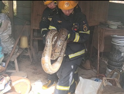 头皮发麻!野餐垫里突然掉出长蛇...... 头皮发麻!野餐垫里突然掉出长蛇......