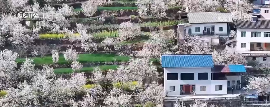 各色春花已“上线” 一起沉浸式感受这份春日限定版美丽