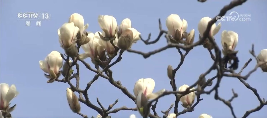 春日美景醉游人 与“花花世界”来一场浪漫邂逅