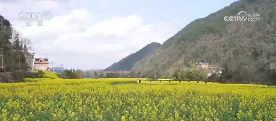 走“花路”、绘新景 农文旅融合让乡村“冬闲田”变“增收田”