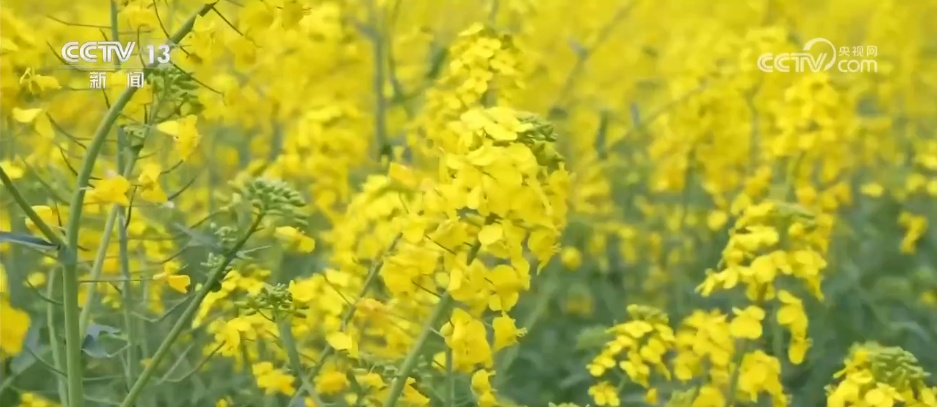 走“花路”、绘新景 农文旅融合让乡村“冬闲田”变“增收田”