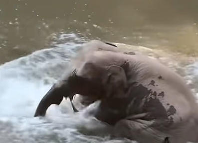 西双版纳发布情况通报：已制定亚洲象初步救助方案！