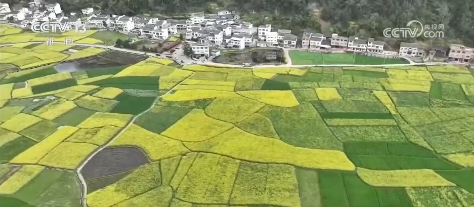走“花路”、绘新景 农文旅融合让乡村“冬闲田”变“增收田”