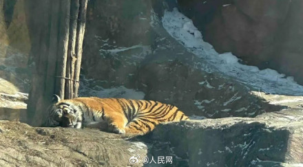 真吃不动了！园区回应300多只东北虎启动轻断食