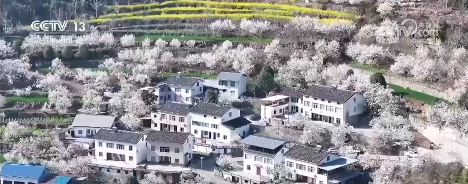 各色春花已“上线” 一起沉浸式感受这份春日限定版美丽