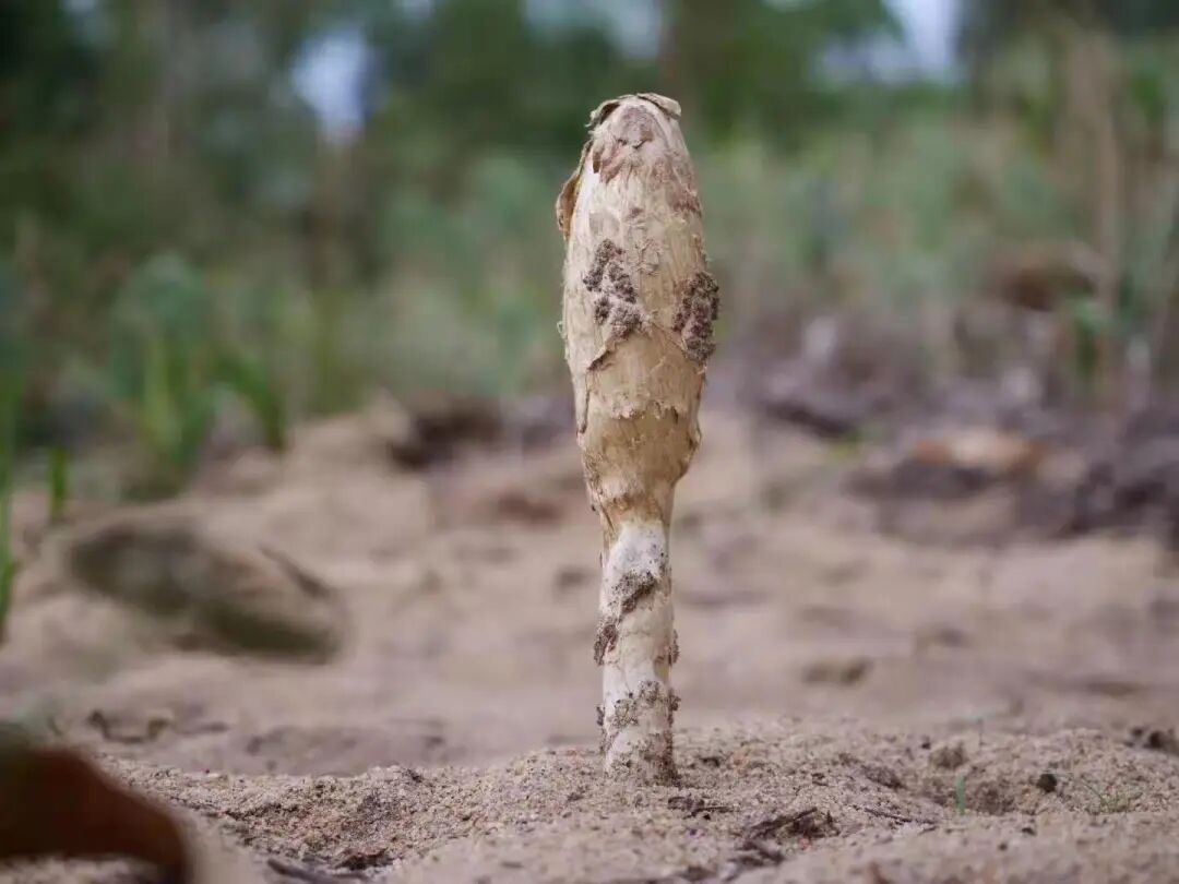 能扛约50℃高温!海南发现大型真菌新物种 能扛约50℃高温!海南发现大型真菌新物种
