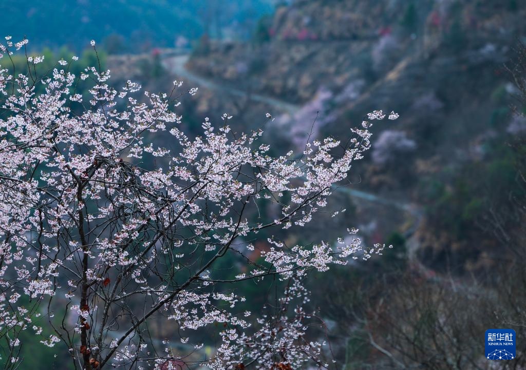 美丽中国丨万亩山花迎春来 山乡美景助共富