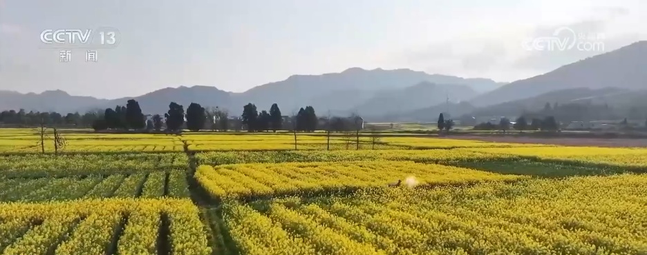 各色春花已“上线” 一起沉浸式感受这份春日限定版美丽