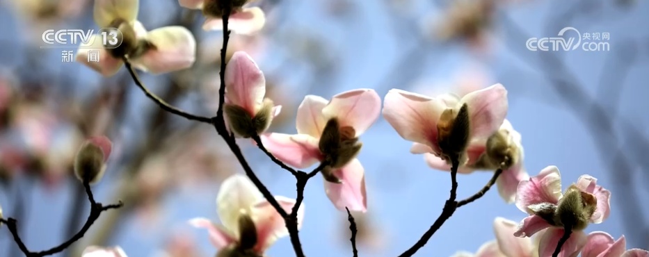 各色春花已“上线” 一起沉浸式感受这份春日限定版美丽