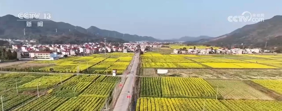 各色春花已“上线” 一起沉浸式感受这份春日限定版美丽