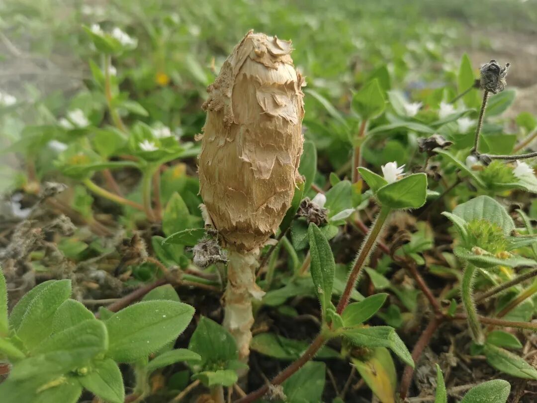 能扛约50℃高温!海南发现大型真菌新物种 能扛约50℃高温!海南发现大型真菌新物种