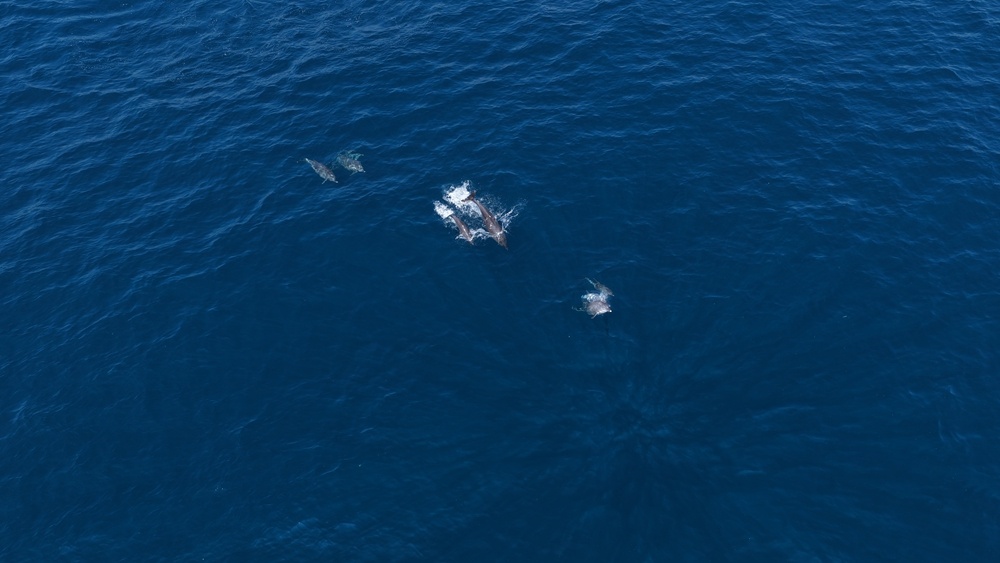 三亚蜈支洲海域再迎野生海豚群“打卡”