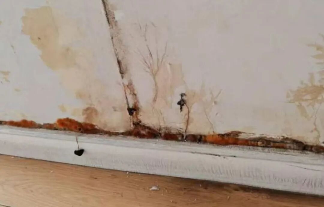 看房时一见倾心，入住后却成了“蘑菇屋”？