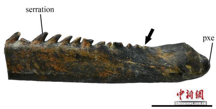 青藏高原发现鲤科新化石 揭示1500万年前鱼类多样性高于现代 青藏高原发现鲤科新化石 揭示1500万年前鱼类多样性高于现代
