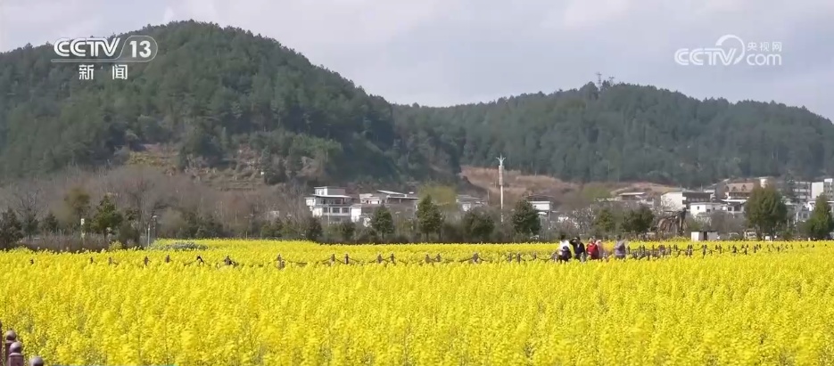 走“花路”、绘新景 农文旅融合让乡村“冬闲田”变“增收田”