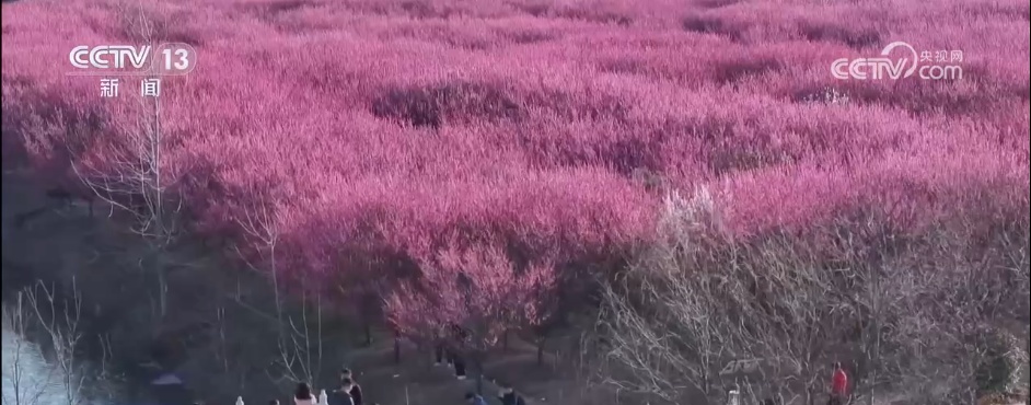 各色春花已“上线” 一起沉浸式感受这份春日限定版美丽