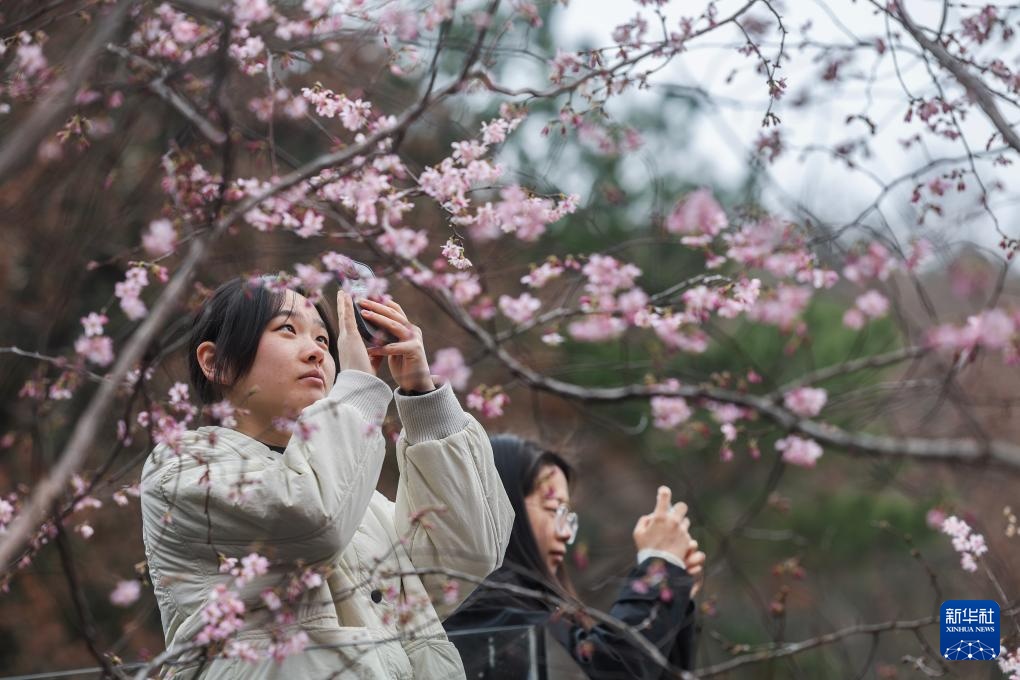 美丽中国丨万亩山花迎春来 山乡美景助共富