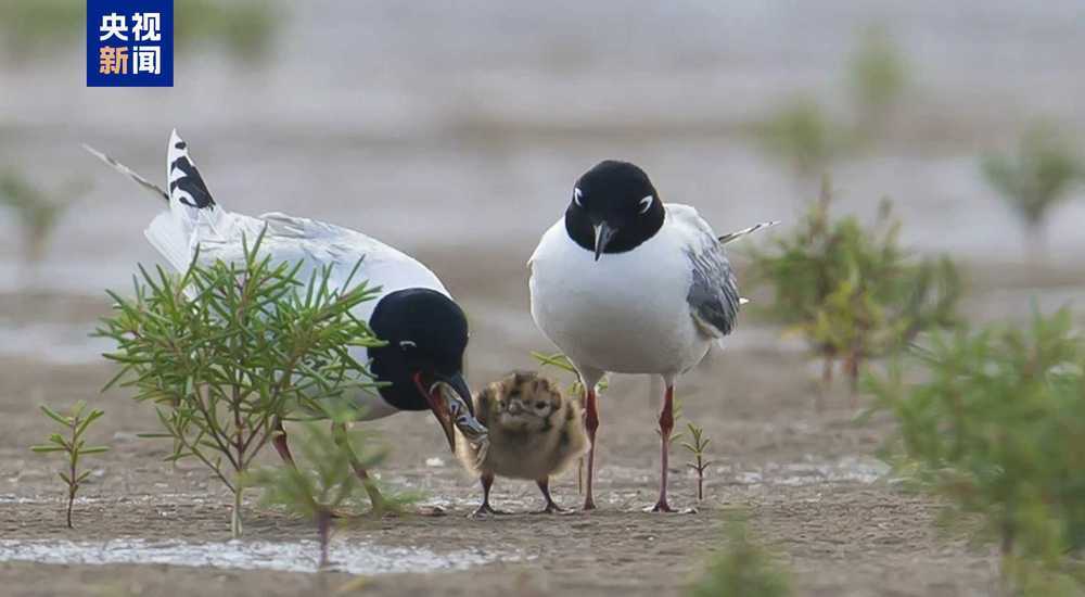 国家林草局：排查风险隐患 加强春季鸟类保护