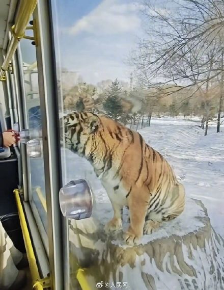 真吃不动了！园区回应300多只东北虎启动轻断食