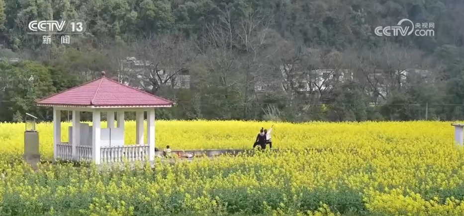 走“花路”、绘新景 农文旅融合让乡村“冬闲田”变“增收田”