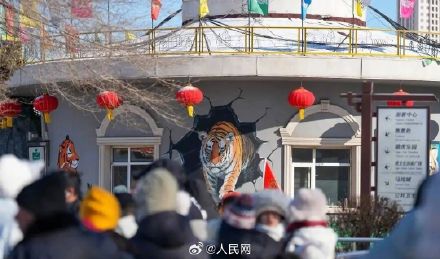 真吃不动了！园区回应300多只东北虎启动轻断食