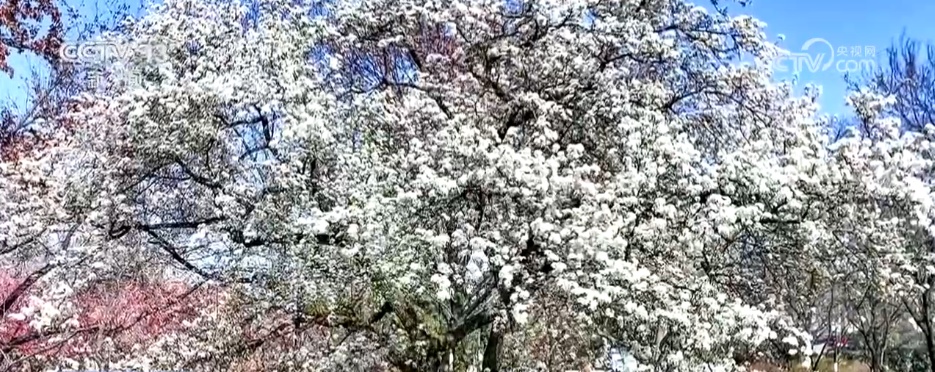 各色春花已“上线” 一起沉浸式感受这份春日限定版美丽