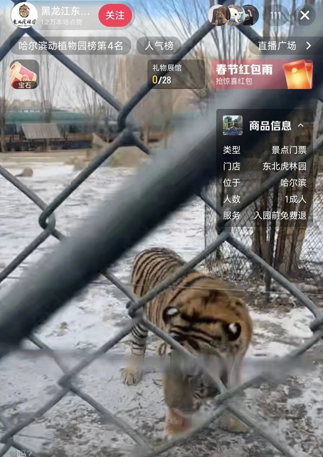 黑龙江东北虎林园300多只东北虎轮流“轻断食” 黑龙江东北虎林园300多只东北虎轮流“轻断食”