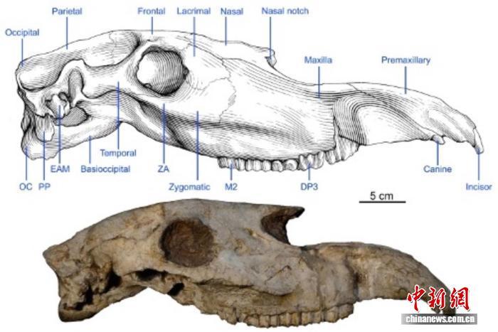 200万年前长鼻三趾马为何有长鼻？研究揭示用于高速奔跑供氧散热