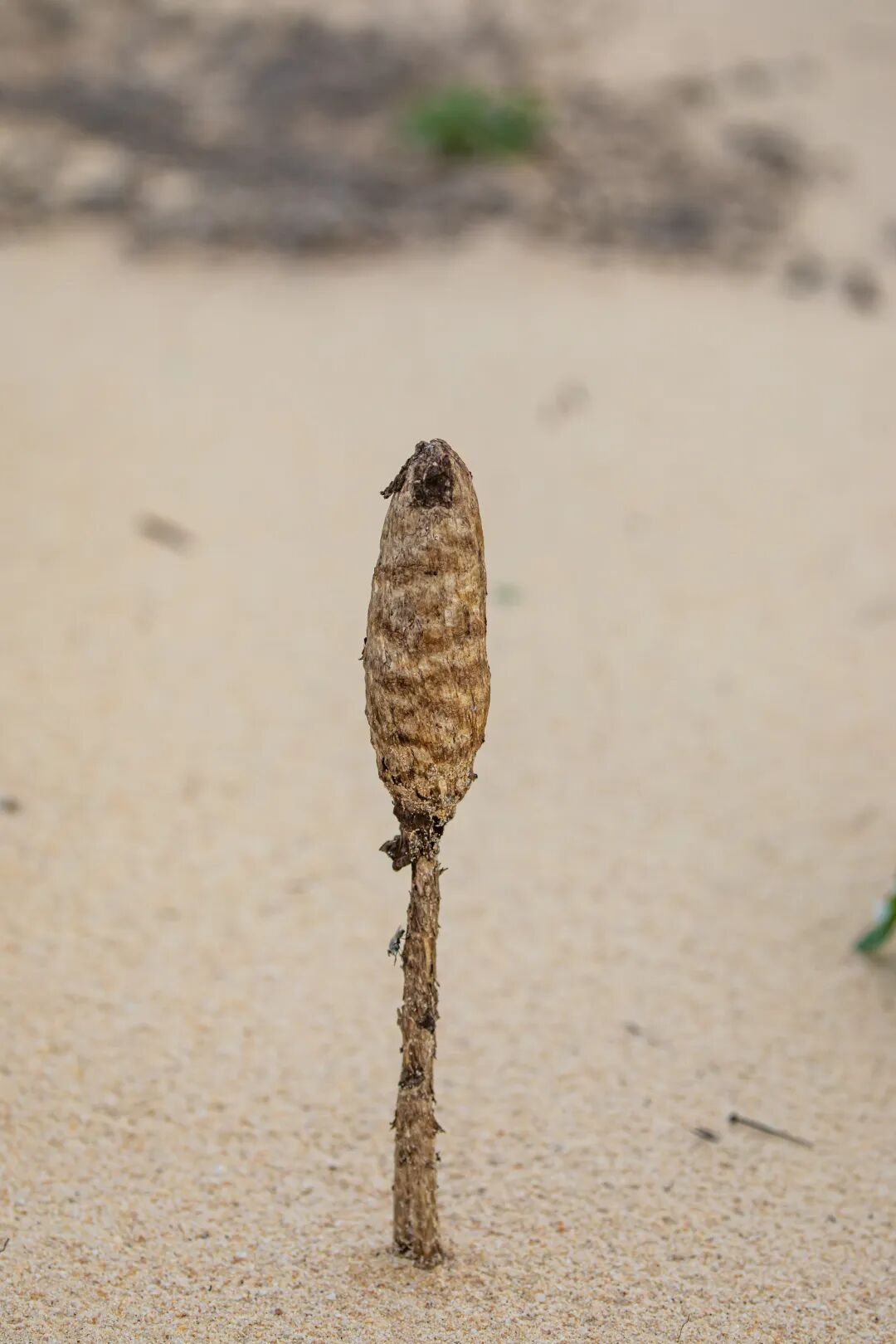 能扛约50℃高温!海南发现大型真菌新物种 能扛约50℃高温!海南发现大型真菌新物种