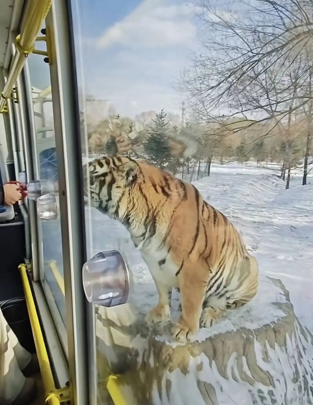 黑龙江东北虎林园300多只东北虎轮流“轻断食” 黑龙江东北虎林园300多只东北虎轮流“轻断食”