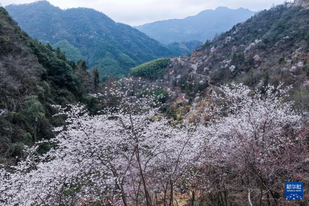 美丽中国丨万亩山花迎春来 山乡美景助共富