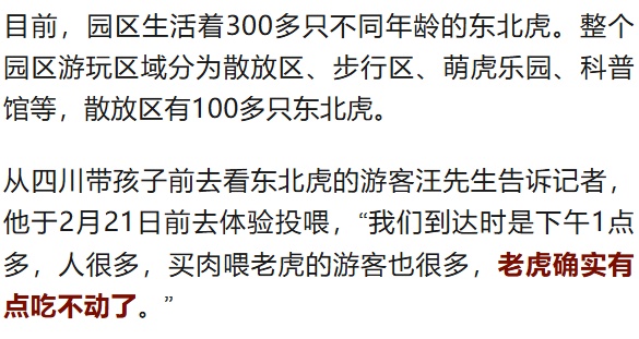 春节后要减肥的不只是人!真吃不动了!黑龙江东北虎林园300多只东北虎轮流“轻断食” 春节后要减肥的不只是人!真吃不动了!黑龙江东北虎林园300多只东北虎轮流“轻断食”
